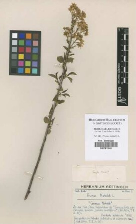 Prunus mahaleb L.