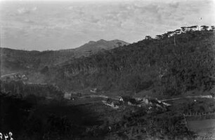 Pinienwald : Pinienwald 80 km nördlich der Stadt Curitiba.