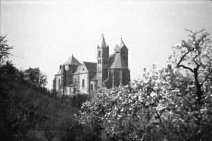 Breisach: Münster mit Blütenbaum im Vordergrund