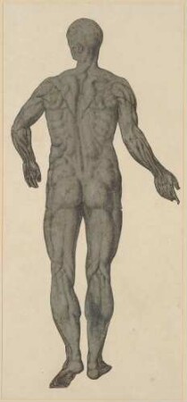 Anatomische Studie eines männlichen Aktes von hinten