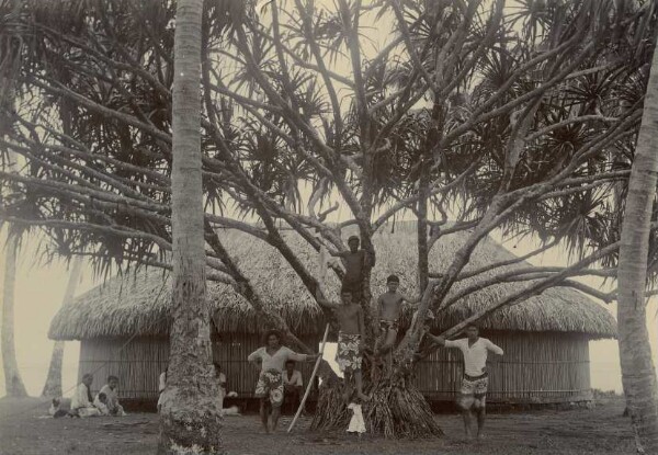 Haus von "Ori a Ori", davor großer Pandanus-Baum, Tahiti