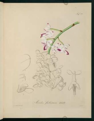 92r-92v, Aerides falcatum
