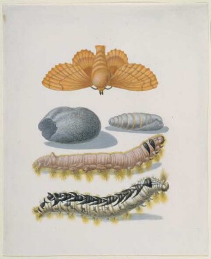 Kupferglucke mit Raupen und Kokon