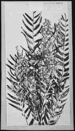 Blosssoms and Fruit of Pepper tree