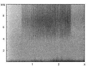 Nachtigallgrashüpfer | Chorthippus biguttulus - Stridulation