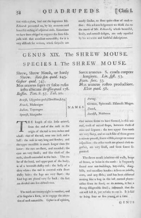 Genus XIX. The Shrew Mouse