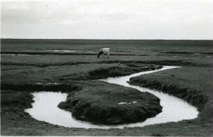 Weidende Kuh, Insel Neuwerk, Norddeutsche Küste