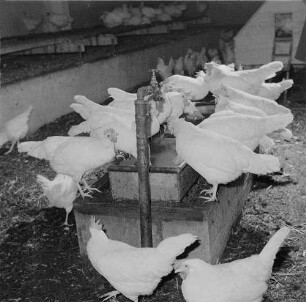 Geflügelfarm Weida der LPG Riesa-Pochra. Fütterung der Legehennen im Winterquartier