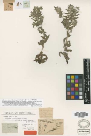 Alkanna noneiformis Griseb. [lectotype]