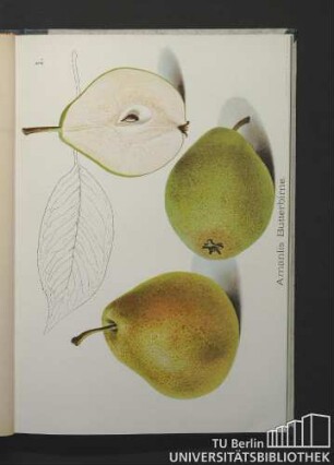 1. Amanlis Butterbirne.