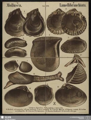 Tafel 18: Mollusca : Lamellibranchiata