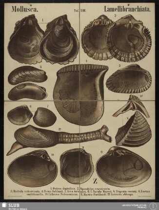 Tafel 18: Mollusca : Lamellibranchiata