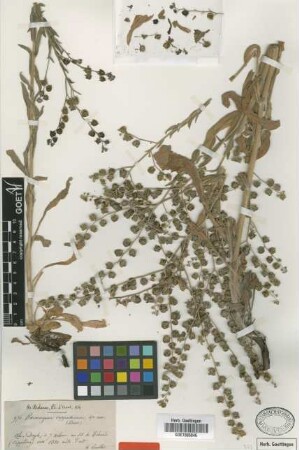 Paracaryum cappadocicum Boiss. & Balansa [type]