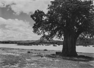 Baobab : Ein Affenbrotbaum am Ufer eines Flusses