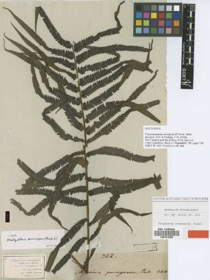 Polypodium pennigerum G.Forst. [type]