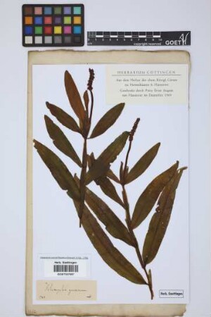 Potamogeton gramineus L.