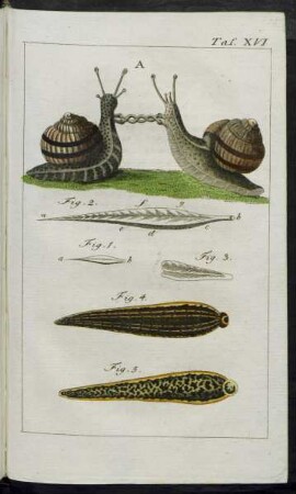 Taf. XVI. Fig. 1. - Fig. 5.