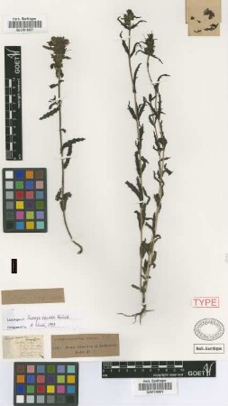 Trixago carnea Griseb. [lectotype]