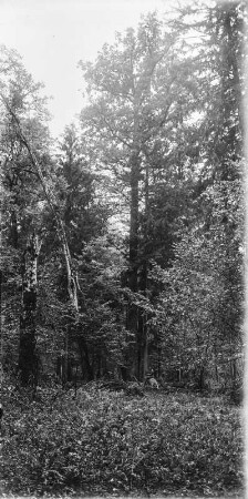 Wald : Blick in einen Hochwald