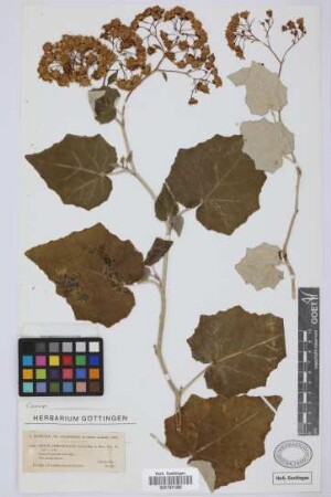 Senecio appendiculatus L.f.