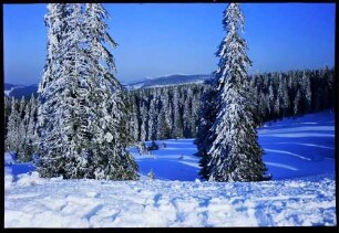 Schauinsland: verschneite Tannen und Wälder, mit Blick zum Feldberg, von der Halde