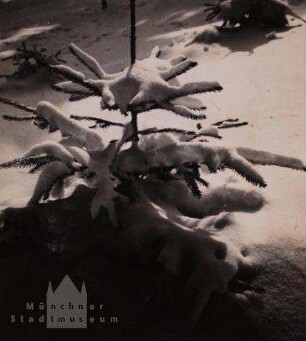 Kleine Fichte im Schnee