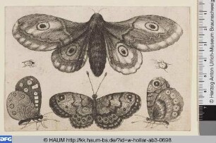 Motte, drei Schmetterlinge und zwei Käfer
