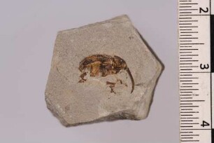 Rüsselkäfer (Curculio sp.)
