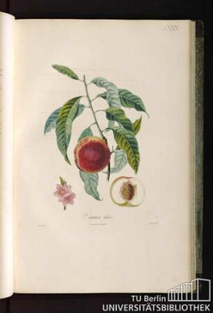 Pl. XXIX. Vineuse hative.