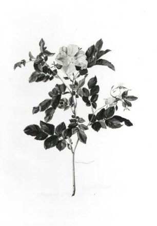 Rosa lucida (Rose)