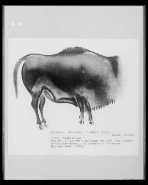 Wandmalerei in der Höhlenwohnung in der Altamira-Höhle: Bison