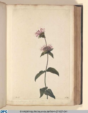 Clinopodium canadense, fistulosum foliis saturatus virentibus at hirsutis.