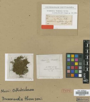 Drummondia thomsonii Mitt. [isotype]