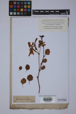 Geranium acetosum L.