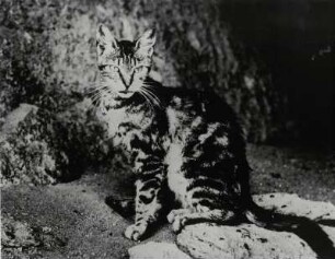 Katze, Solarisation