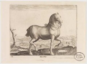 Pferd Britto (Britisches Pferd)