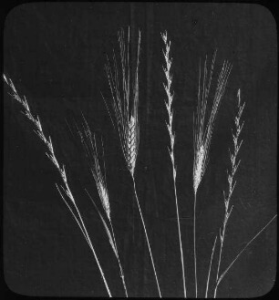 Wheat + Tares [Vegetation, Palästina]