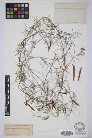 Vicia cirrhosa Webb & Berthel.