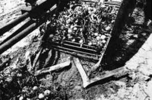 Fotografie: Gartenbautechnik-Freiland, Erntetechnik, Tomate
