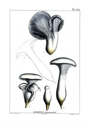 Tav. XVII. Agaricus eburneus Bull.
