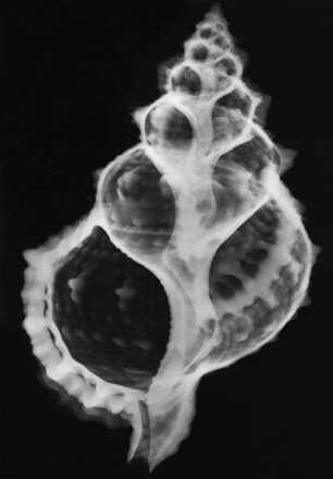 Triton lampas (Gelbes Tritonshorn), Röntgenaufnahme