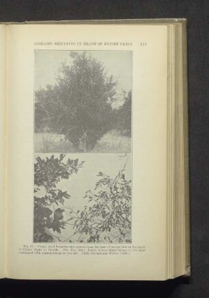 Fig. 97.
