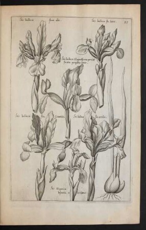 Taf. 35. [Iris]