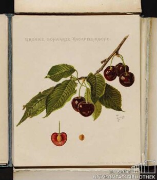 Grosse schwarze Knorpelkirsche