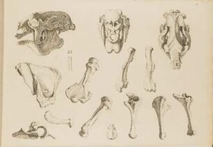 Kupfertafel III