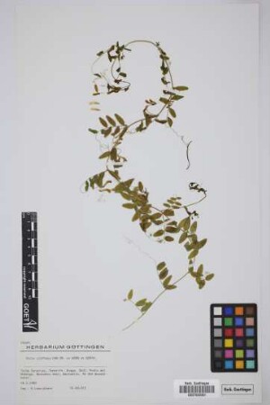 Vicia cirrhosa Webb & Berthel.