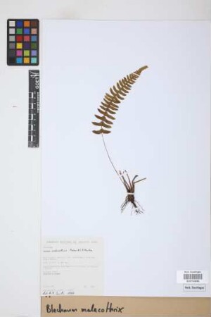 Blechnum malacothrix Maxon & C.V. Morton