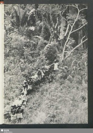 Urwald