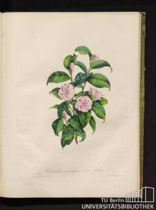 Camellia sesanqua roseo-pleno