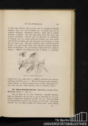 Die Rosen-Bürsthornwespe. Hylotoma rosarum Klug. Hylotoma rosae L.